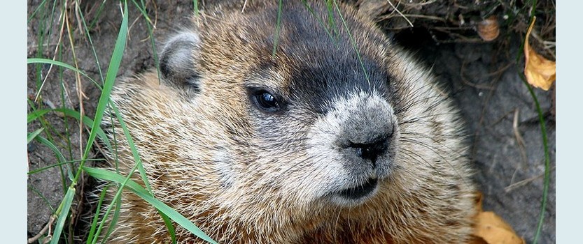 Groundhog Day in St. Petersburg