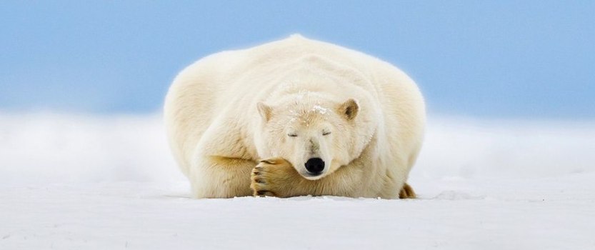 Международный день белого медведя